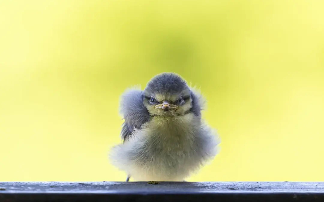 Blaumeise Babys: Vom Schlüpfen bis zum ersten Flug aus dem Nest