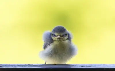 Blaumeise Babys: Vom Schlüpfen bis zum ersten Flug aus dem Nest