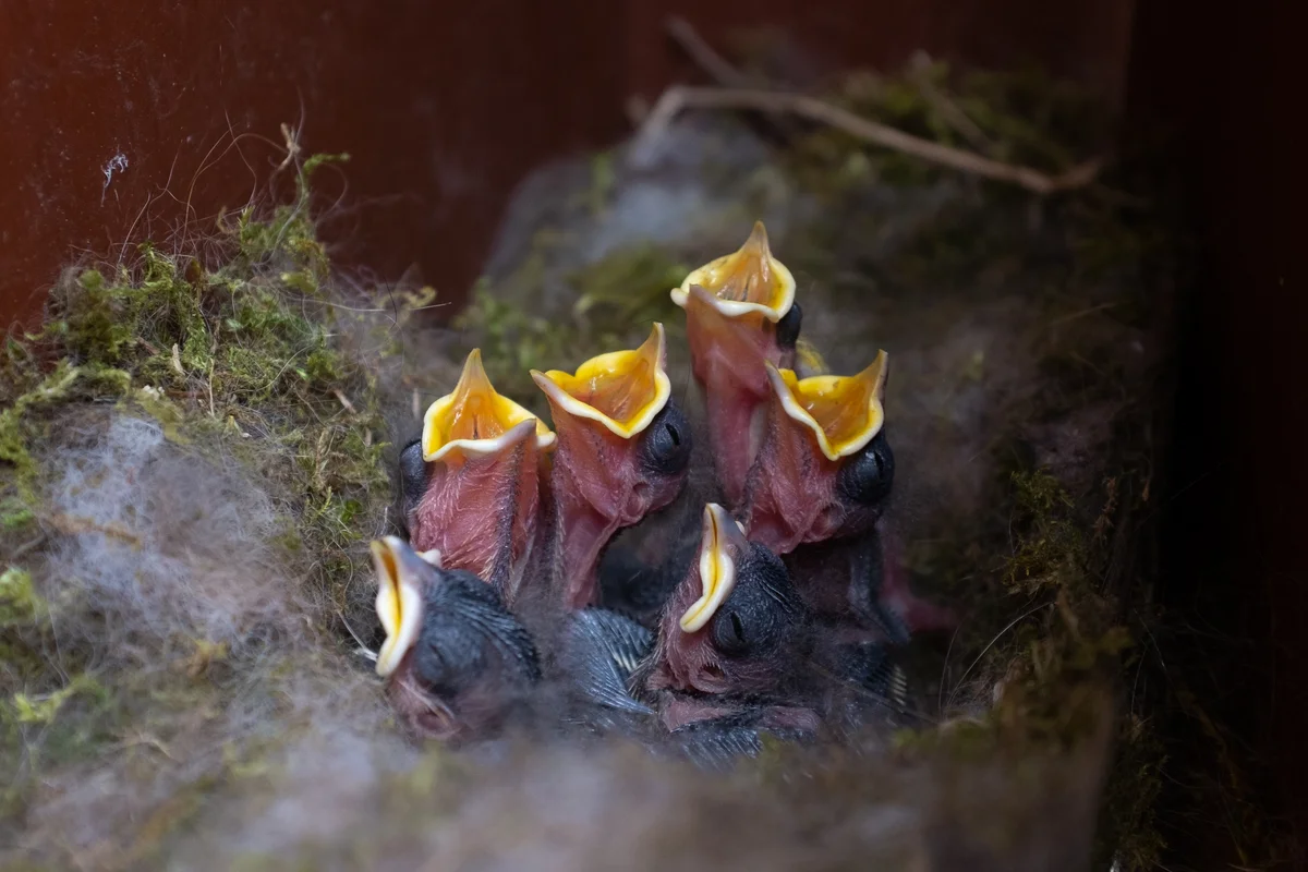 Blaumeise Babys im Nest - Vögel in Europa
