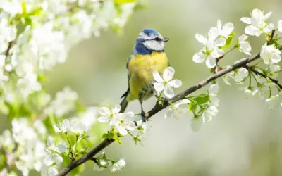 Blaumeise Brutzeit: Alles über Nestbau, Brutpflege und Jungvögel