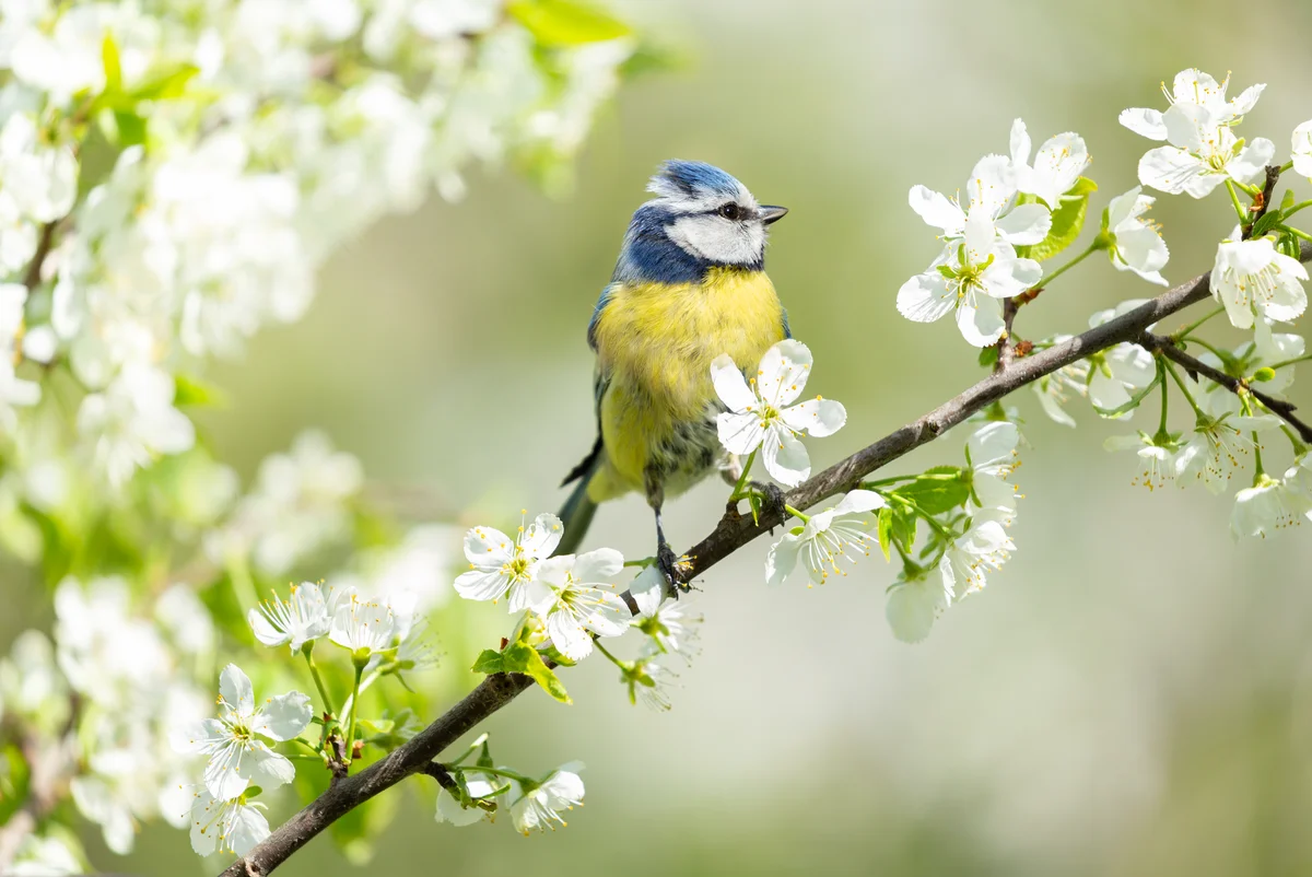 Blaumeise Brutzeit - Vögel in Europa Blaumeise Brutzeit - Vögel in Europa