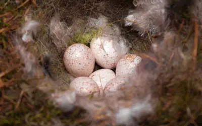 Blaumeise Ei: So entwickelt sich neues Leben im Nistkasten