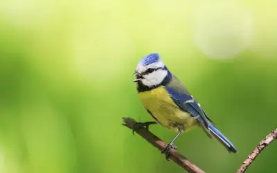 Blaumeise Gesang: Wie der kleine Vogel mit großer Stimme kommuniziert