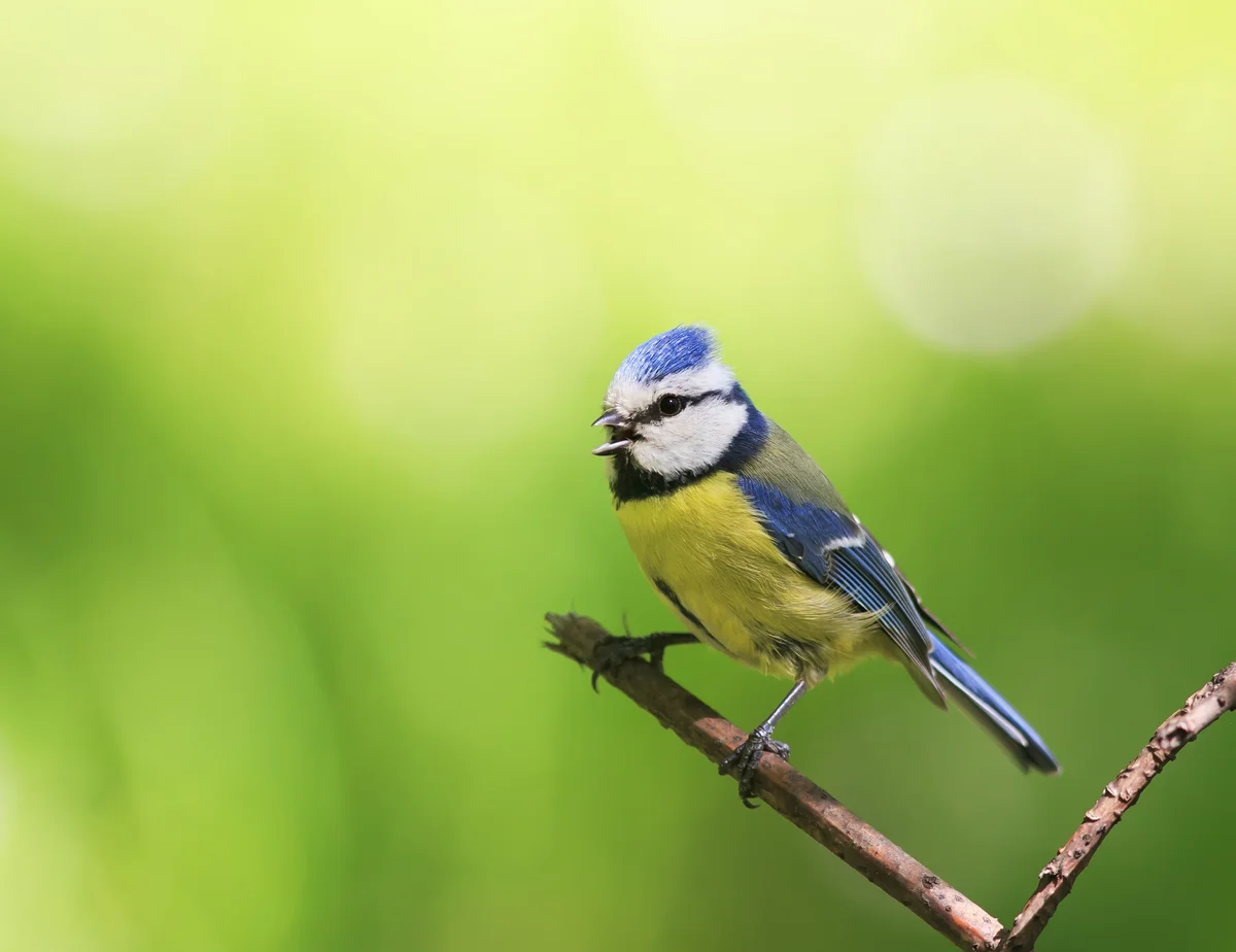 Blaumeise Gesang - Vögel in Europa Blaumeise Gesang - Vögel in Europa