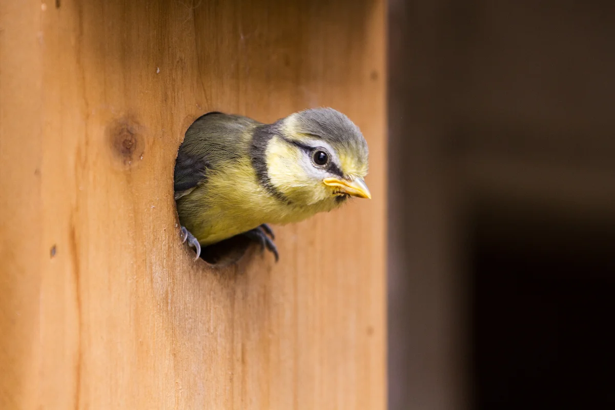 Blaumeise Küken im Nistkasten - Vögel in Europa