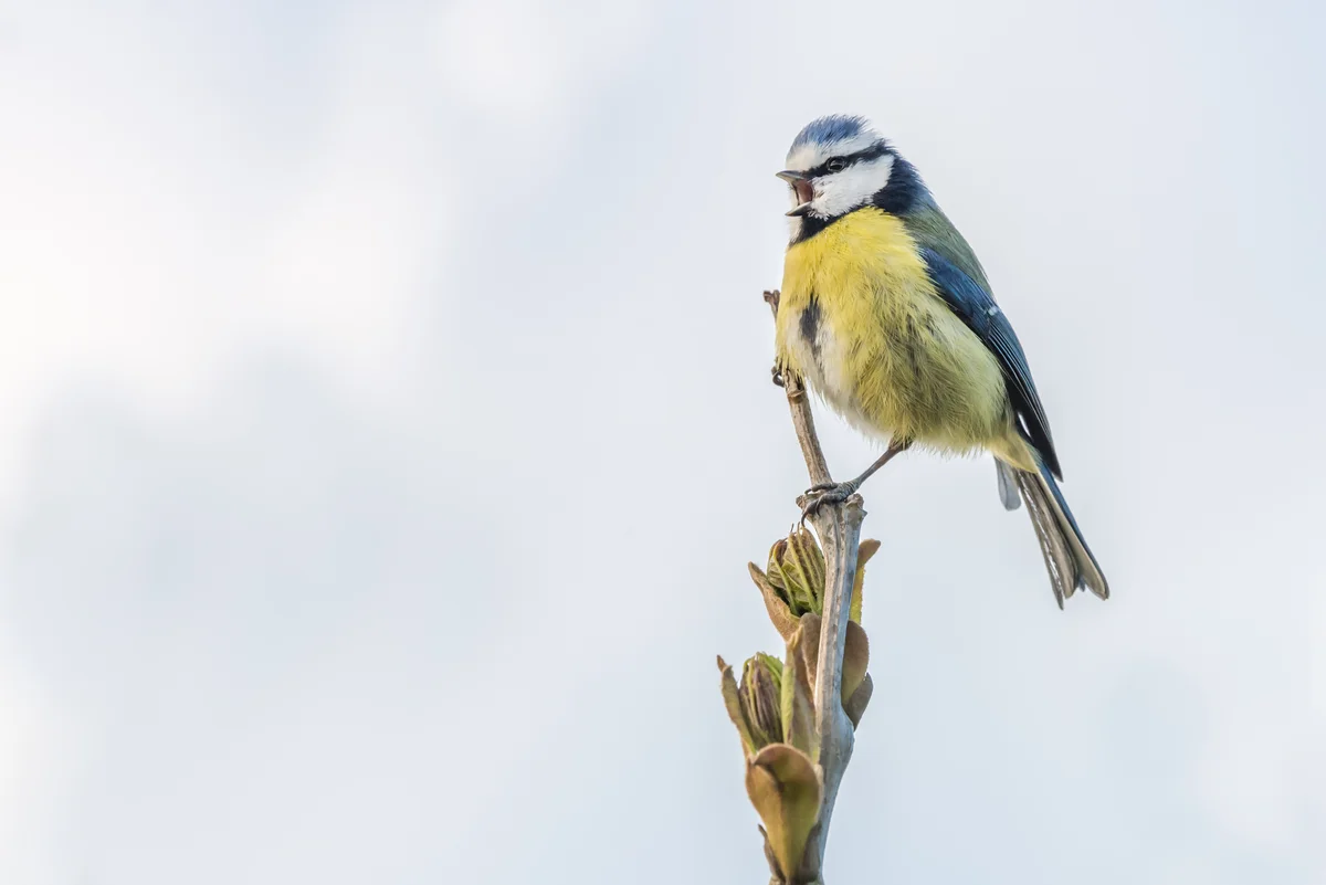 Blaumeise Steckbrief - Vögel in Europa