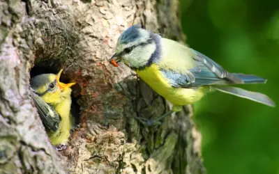 Brutzeit Blaumeise: So verläuft die Aufzucht der beliebten Gartenvögel