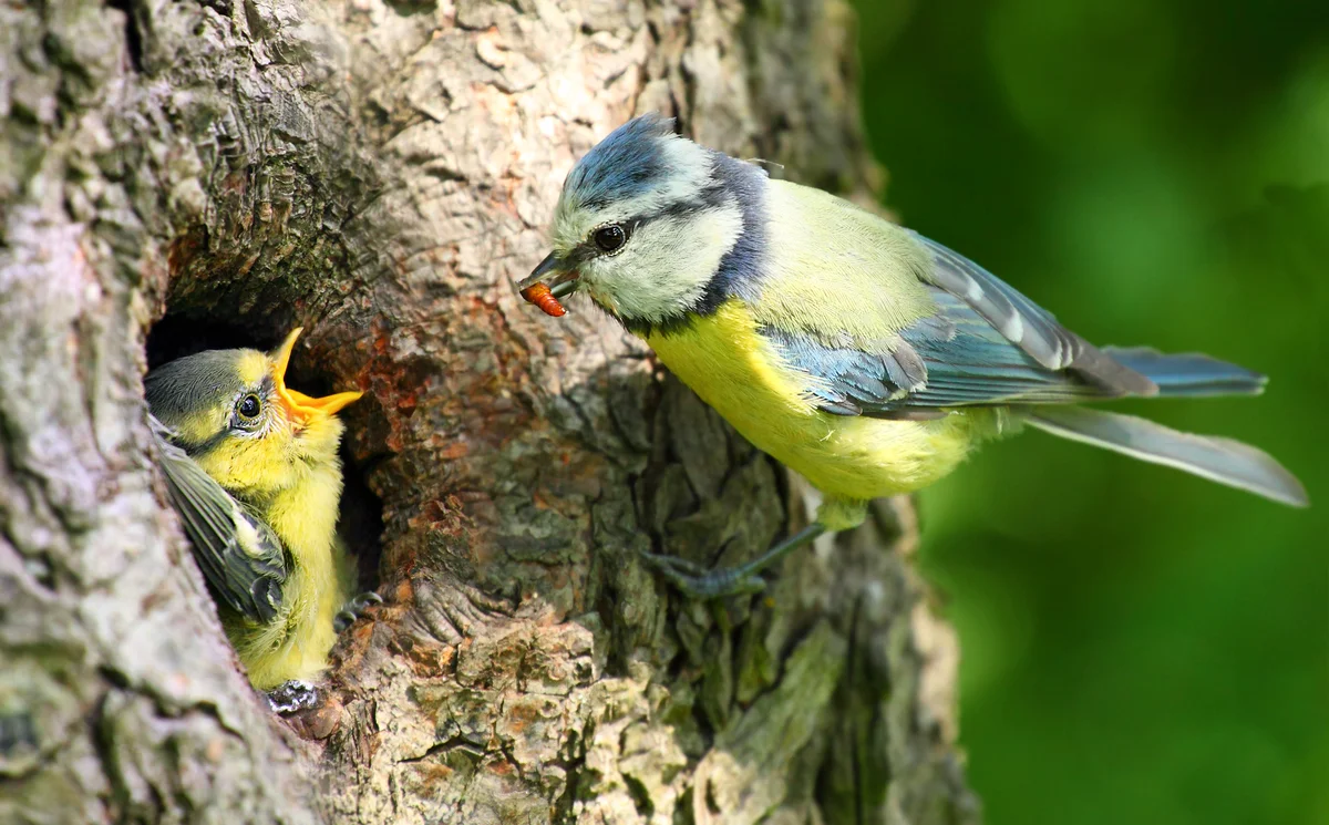 Brutzeit Blaumeise - Vögel in Europa Brutzeit Blaumeise - Vögel in Europa