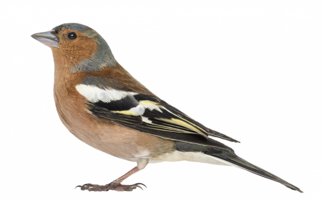 Buchfink