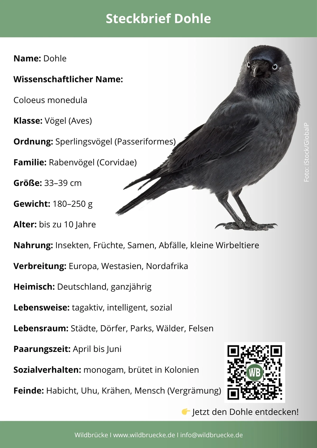 Dohle Steckbrief - Vögel in Europa