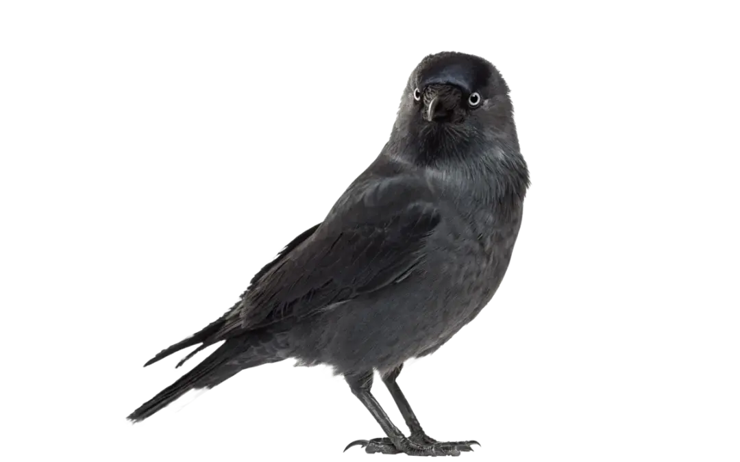 Dohle