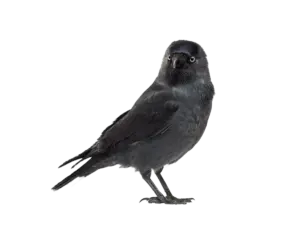 Dohle - Vögel in Europa