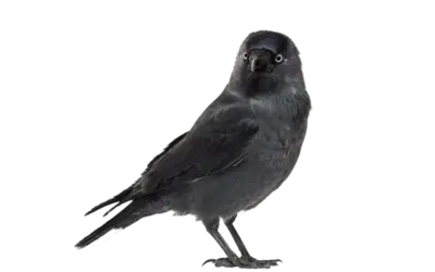 Dohle