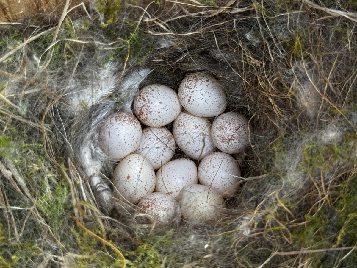 Eier Blaumeise - Vögel in Europa