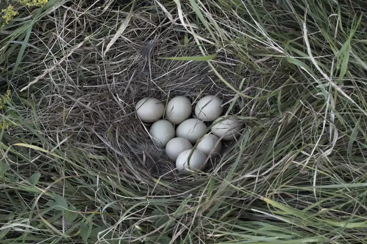 Fasan Eier im Nest - Vögel in Europa