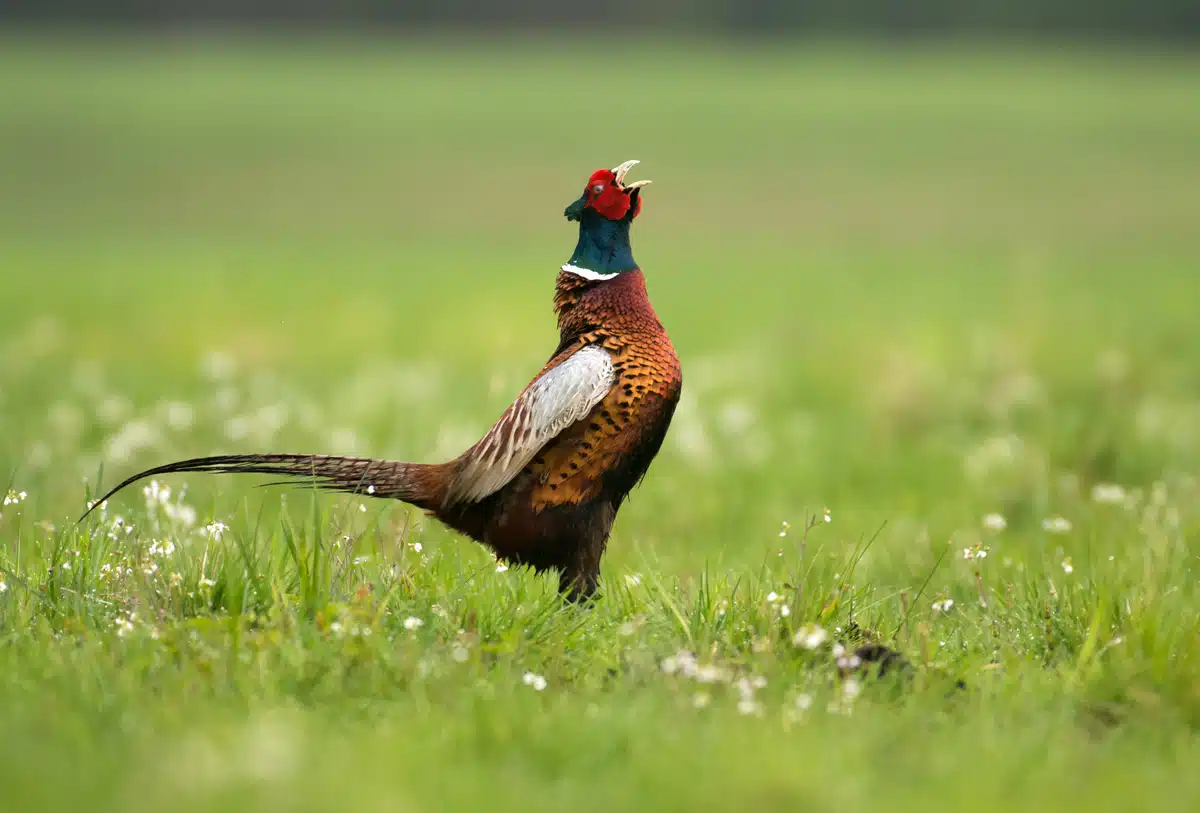 Fasan Geräusch Gackern - Vögel in Europa