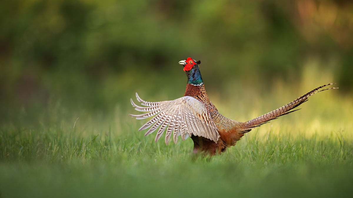 Fasan Geräusch - Vögel in Europa
