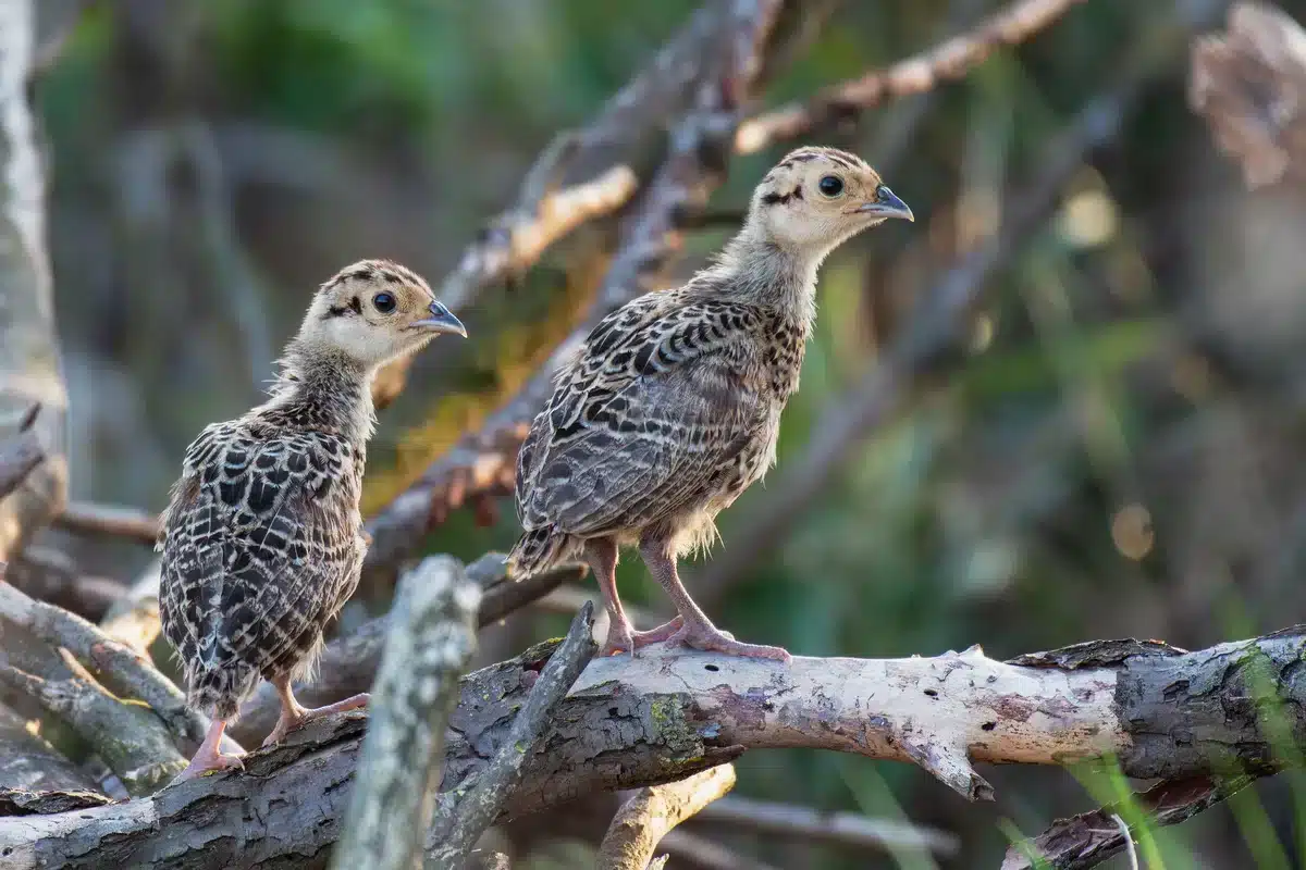 Fasan KĂŒken - Vögel in Europa Fasan KĂŒken - Vögel in Europa