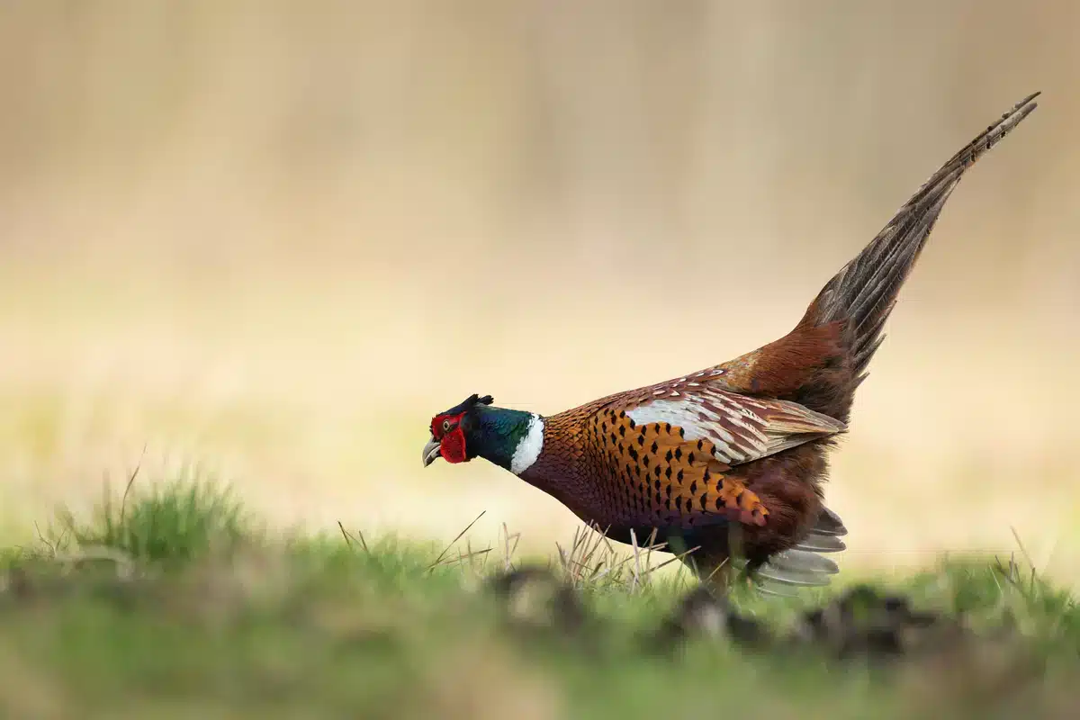 Fasan Männchen - Vögel in Europa