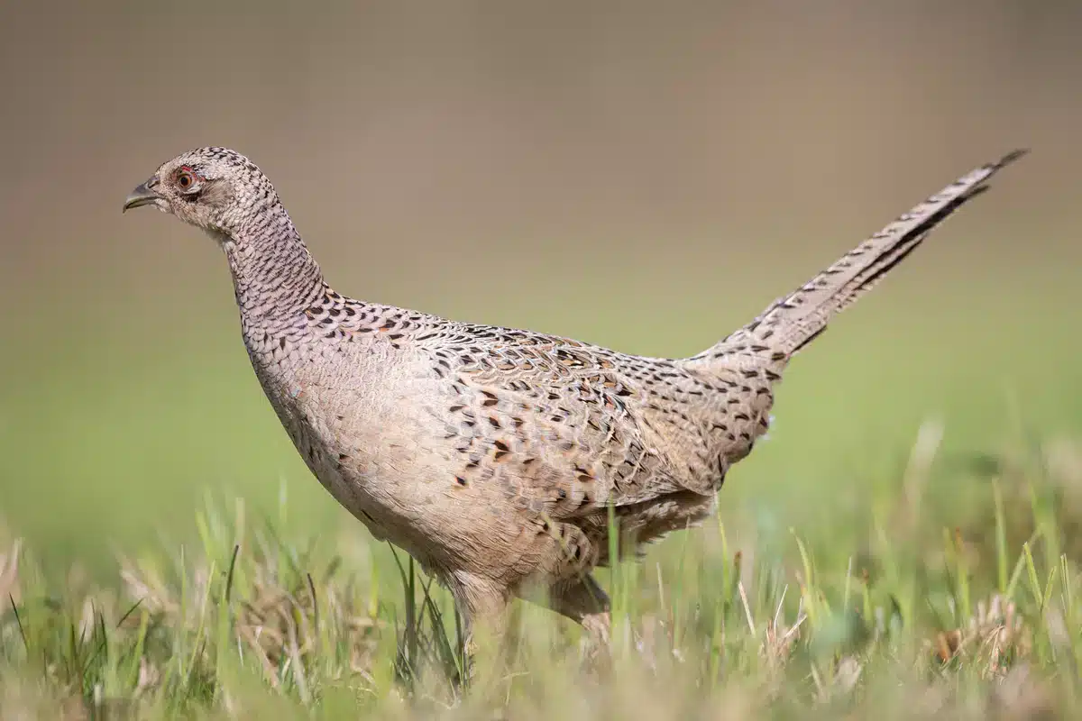 Fasan Weibchen im Garten - Vögel in Europa
