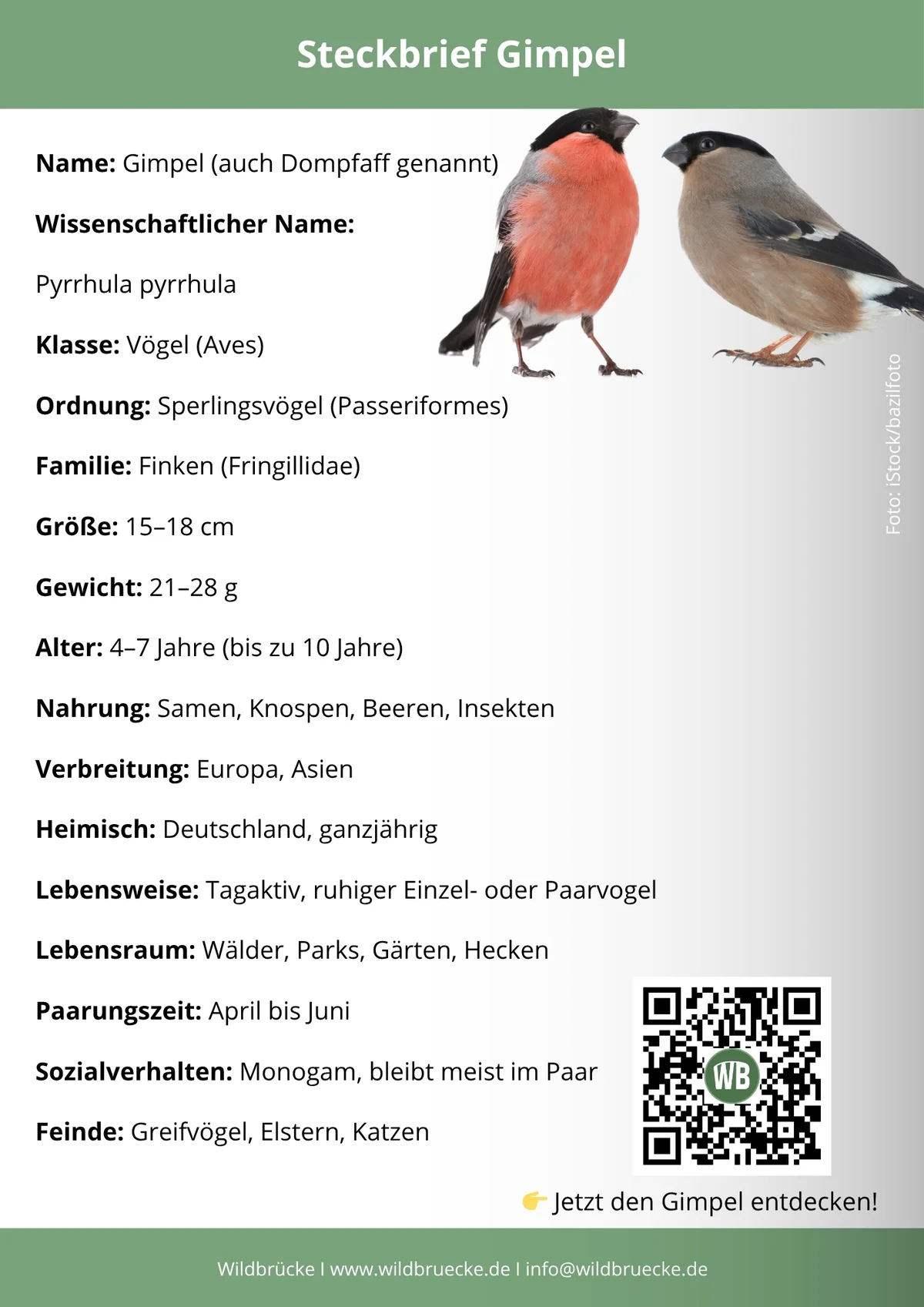 Gimpel Steckbrief - Vögel in Europa