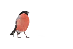 Gimpel - Vögel in Europa