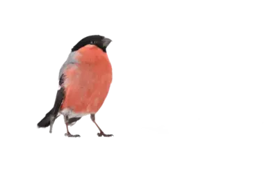 Gimpel