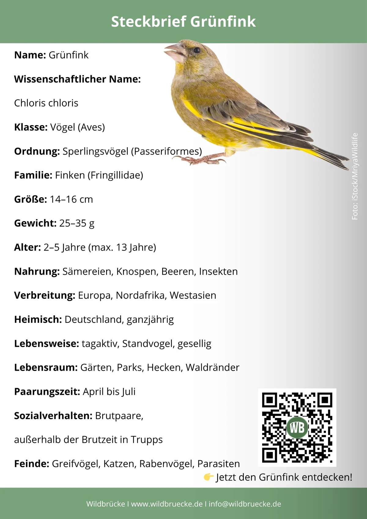 Grünfink Steckbrief - Vögel in Europa