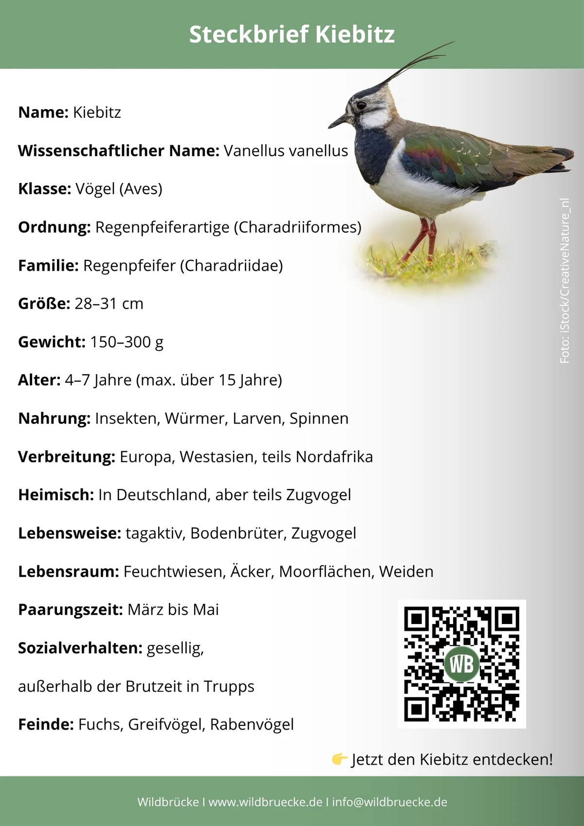 Kiebitz Steckbrief - Vögel in Europa