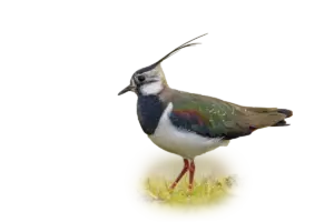 Kiebitz - Vögel in Europa