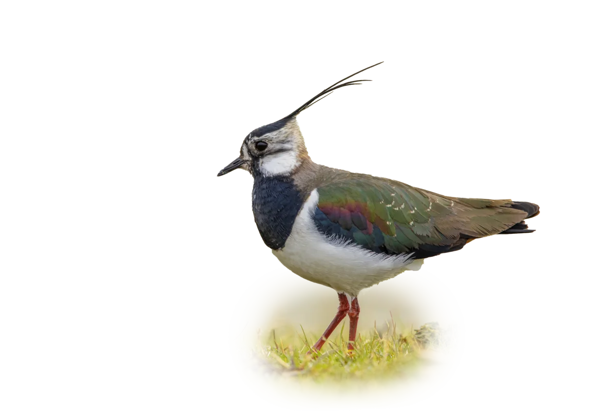 Kiebitz - Vögel in Europa Kiebitz - Vögel in Europa