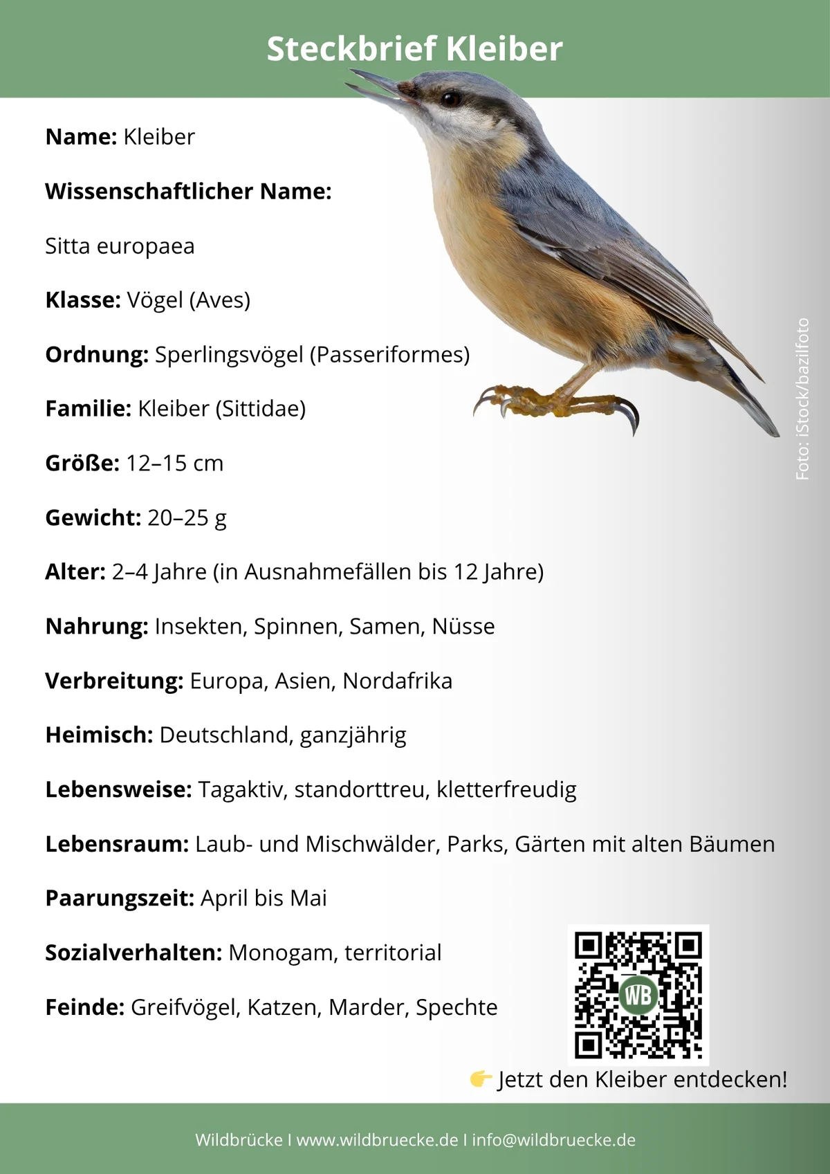 Rebhuhn Steckbrief - Vögel in Europa