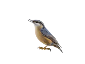 Kleiber - Vögel in Europa