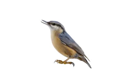 Kleiber