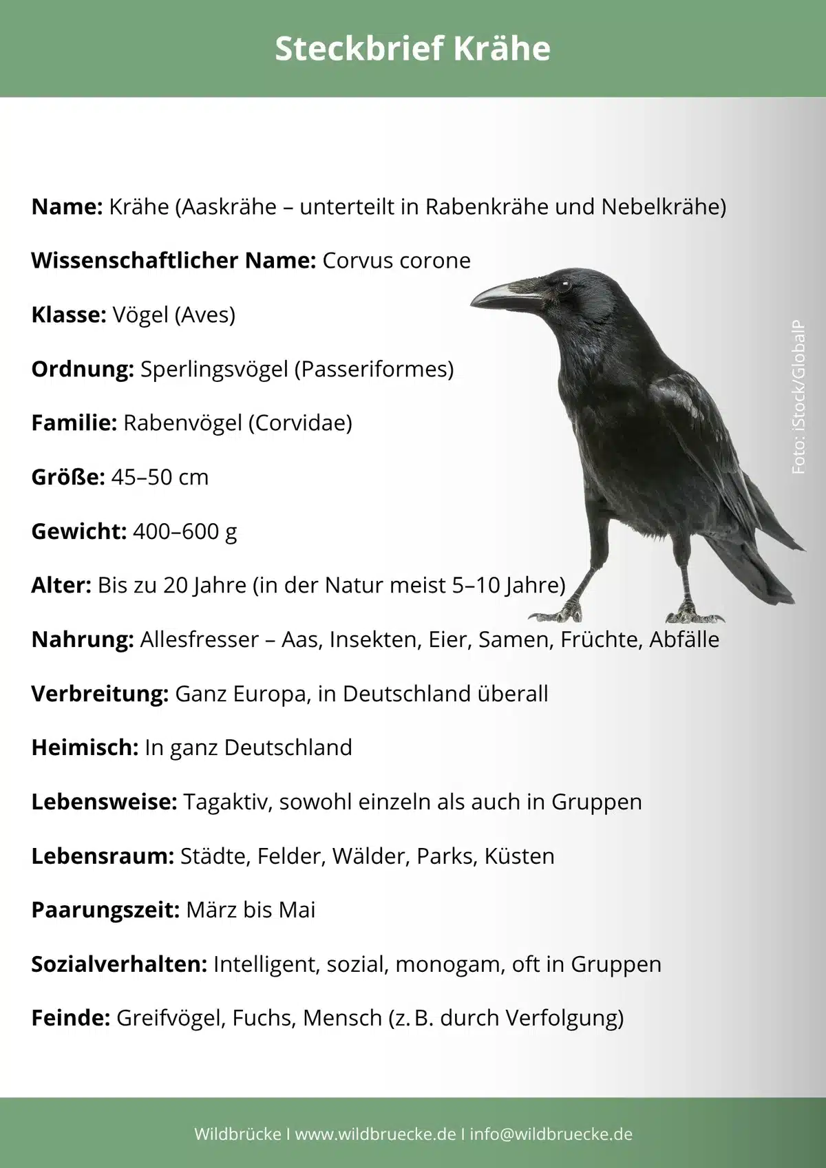 Krähe Steckbrief - Vögel in Europa