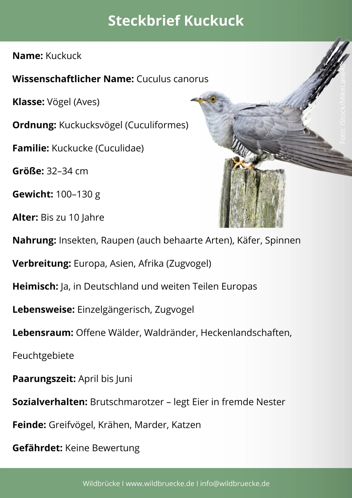 Kuckuck Steckbrief - Vögel in Europa