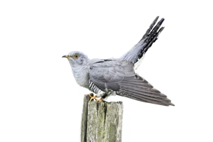 Kuckuck - Vögel in Europa