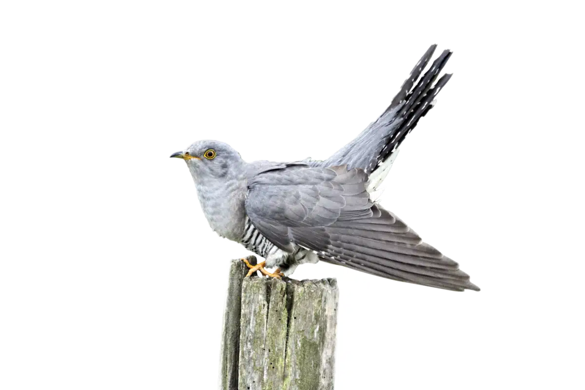 Kuckuck - Vögel in Europa
