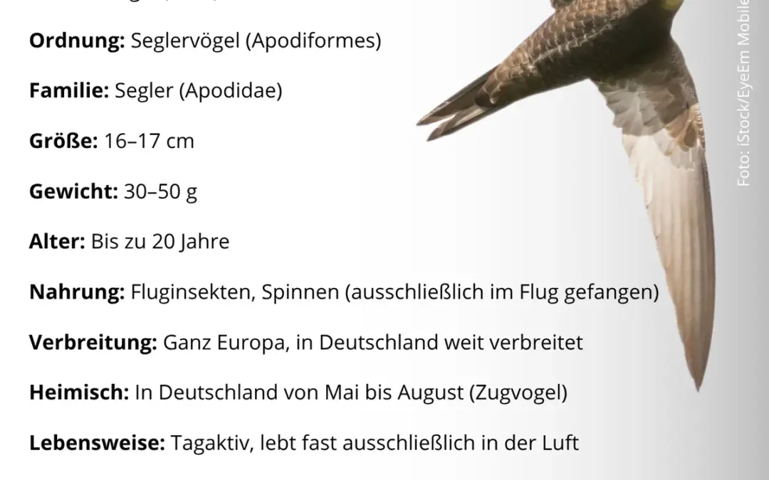Mauersegler Steckbrief