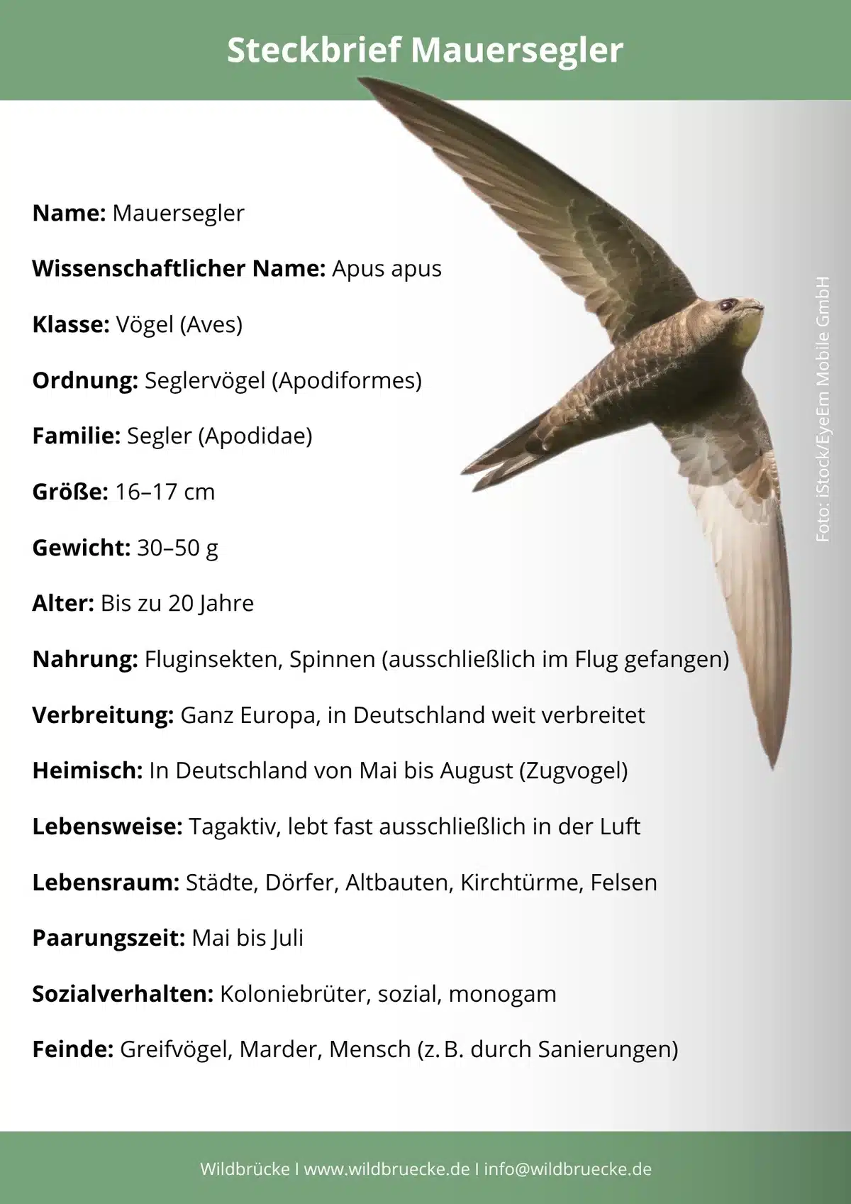 Mauersegler Steckbrief - Vögel in Europa
