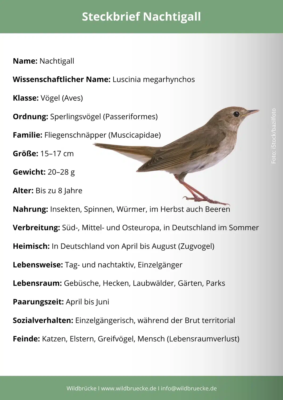 Nachtigall Steckbrief - Vögel in Europa