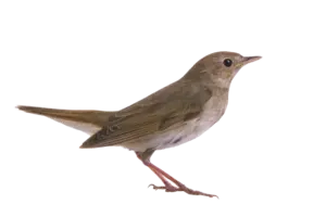 Nachtigall - Vögel in Europa