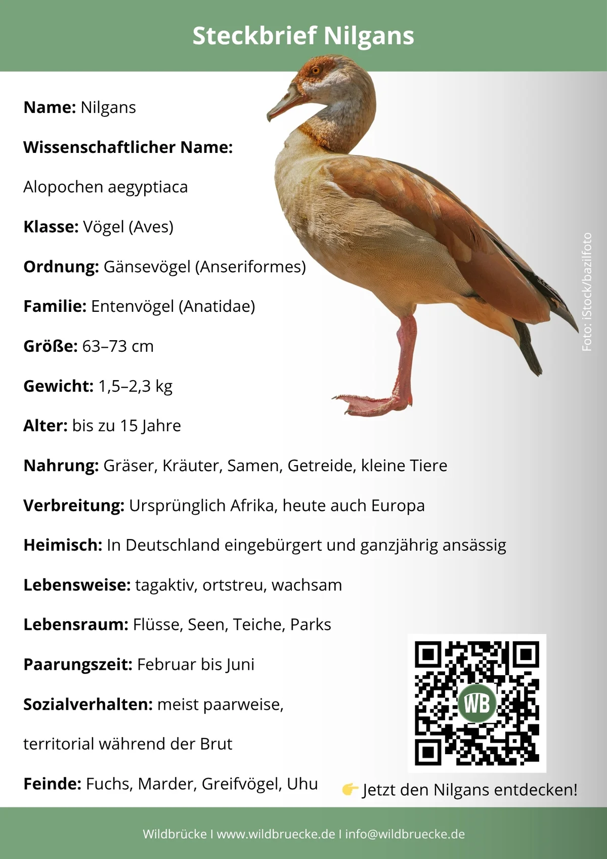Nilgans Steckbrief - Vögel in Europa