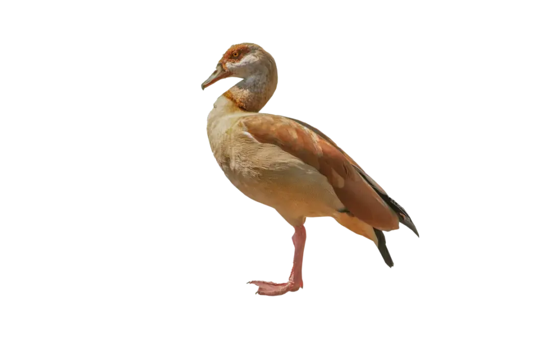 Nilgans
