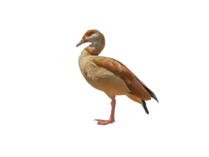 Nilgans - Vögel in Europa