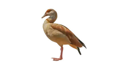 Nilgans