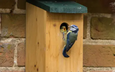 Nistkasten für Blaumeise: So hilfst du dem kleinen Gartenbewohner beim Brüten