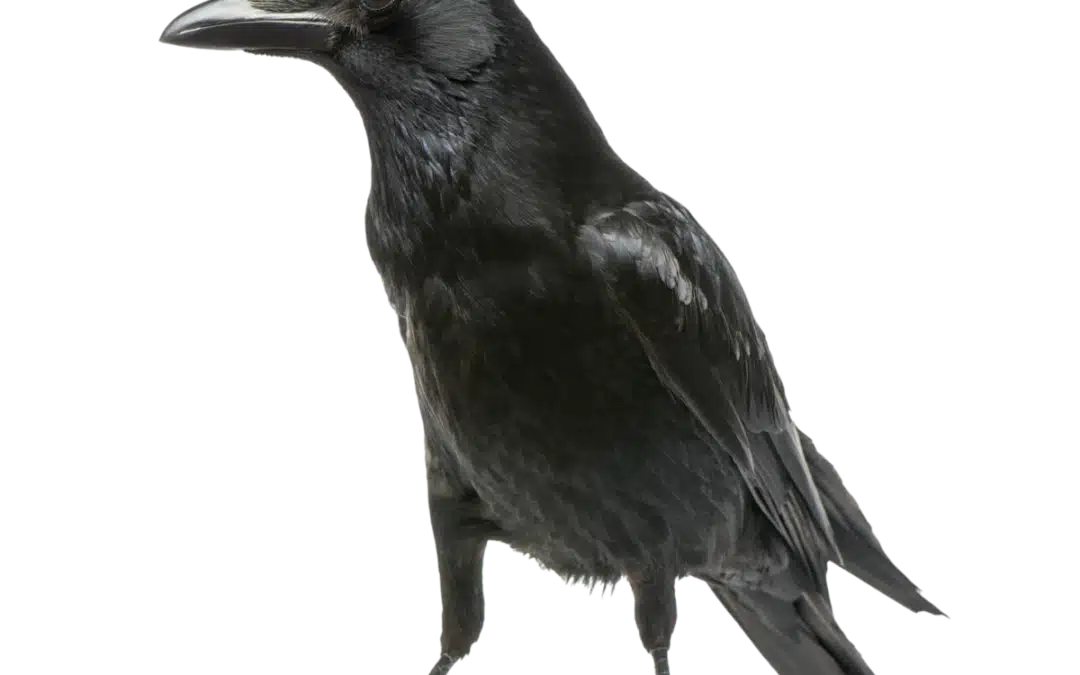 Krähe