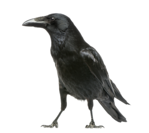 Rabenkrähe - Vögel in Europa