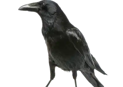 Krähe